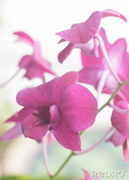Tableau  Orchidée rose