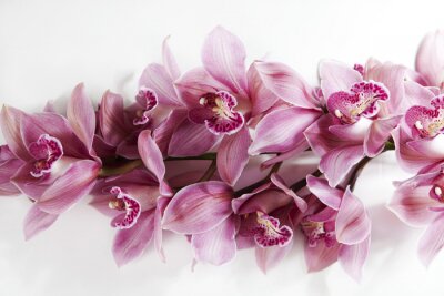 Tableau  orchidée rose branche