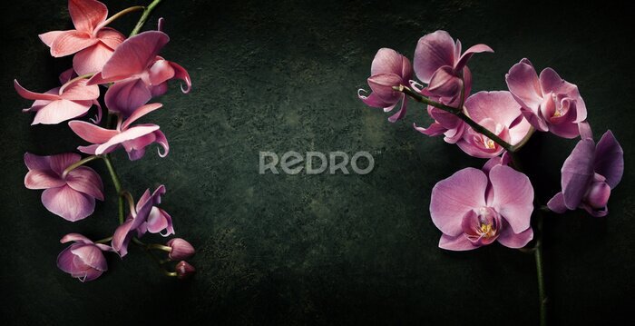 Tableau  Orchidée rose sur fond noir