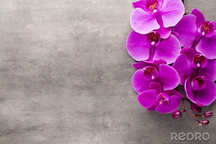 Tableau  Orchidée sur fond de béton