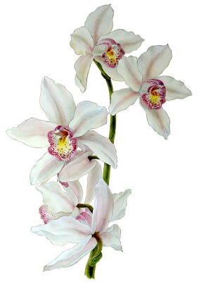 Orchidées en fleurs sur une brindille
