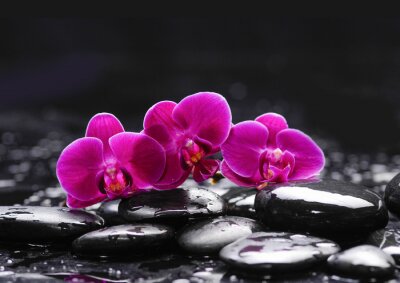 Tableau  Orchidées et pierres roses