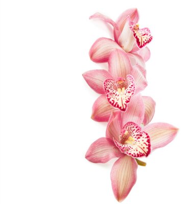 Tableau  orchidées roses sur fond blanc