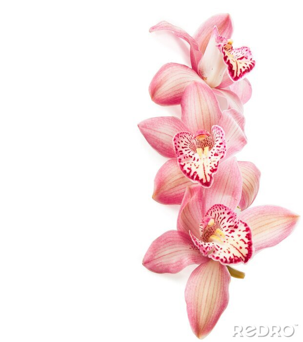 Tableau  orchidées roses sur fond blanc