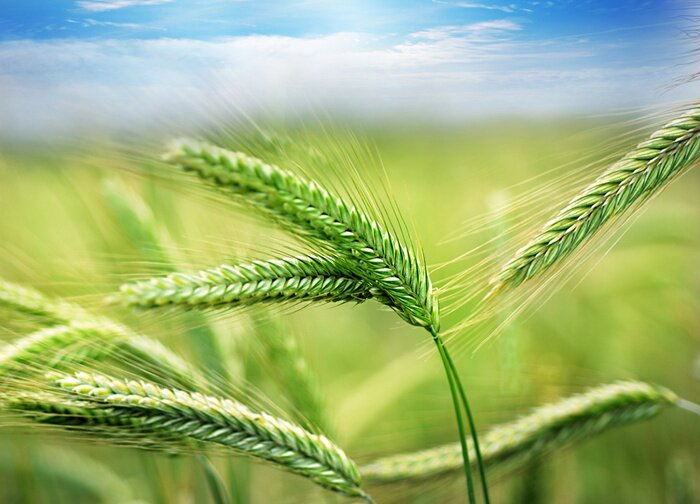 Tableau  Oreilles vertes au printemps