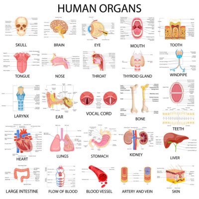 Tableau  Organes humains