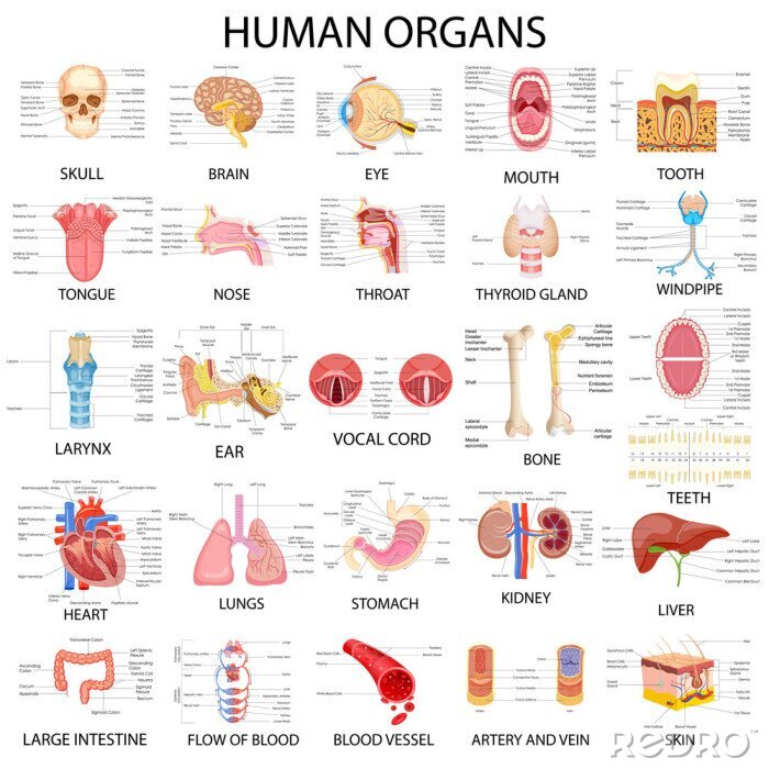 Tableau  Organes humains