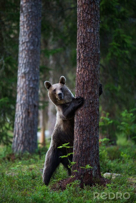 Tableau  Ours brun en Finlande Forêt