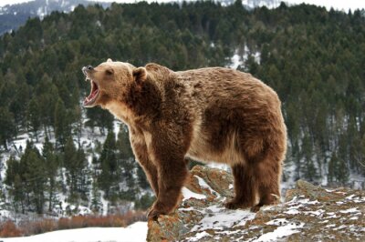 Ours dans les montagnes en hiver