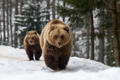 Ours de famille dans la forêt d'hiver