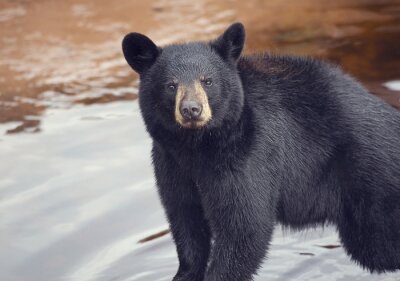 Ours noir sur fond d'eau