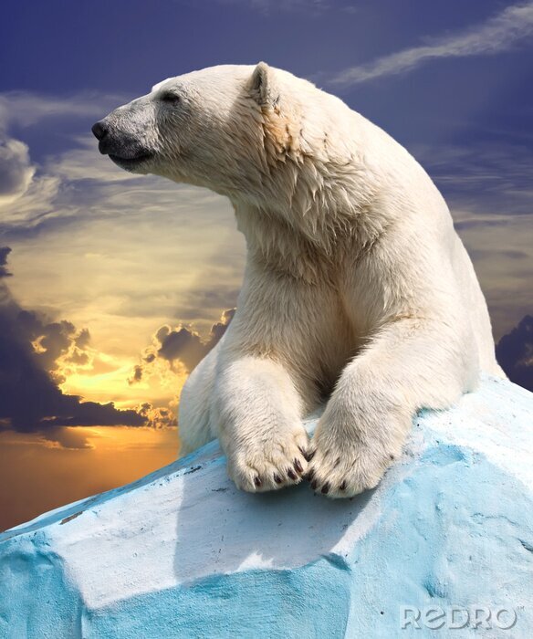 Tableau  Ours polaire