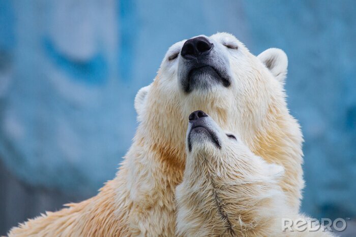 Tableau  Ours polaire avec ourson