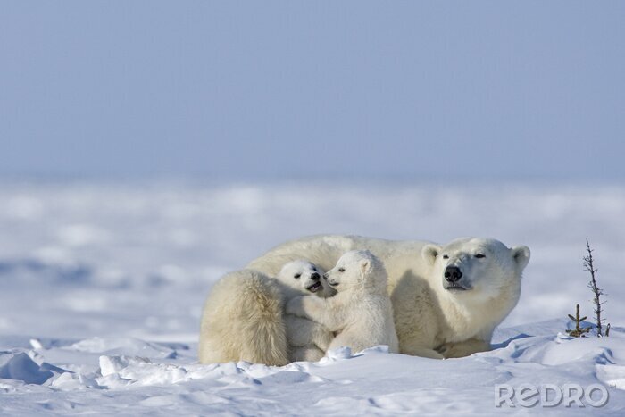 Tableau  Ours polaire avec oursons