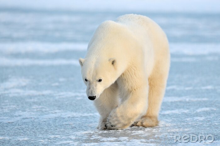 Tableau  Ours polaire marchant sur la glace bleue.