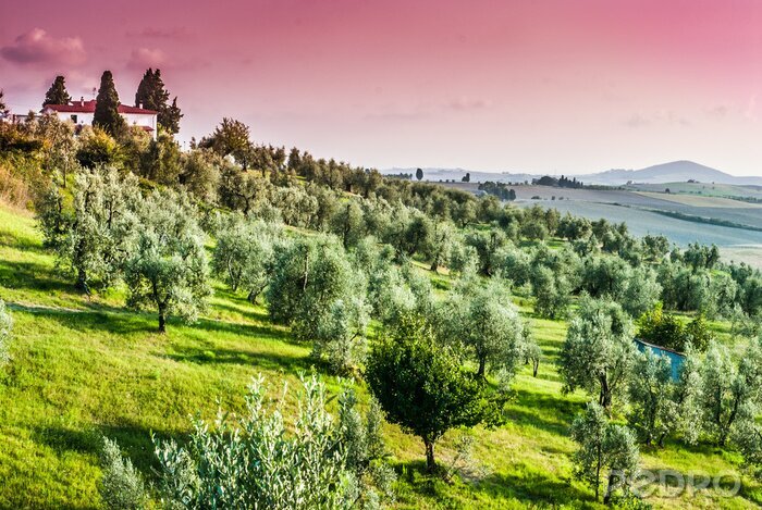 Tableau  Paesaggio di campagna Toscana, coltivazioni colline, agricoltura