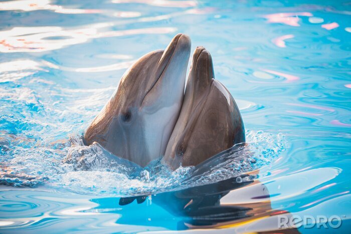 Tableau  paire de dauphins dansant dans l'eau