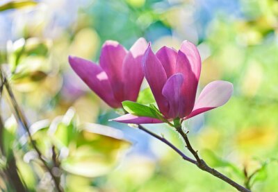 Tableau  Paire fleuries de rose de la fleur de magnolia avec bokeh belle
