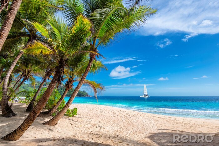 Tableau  Palm beach et océan