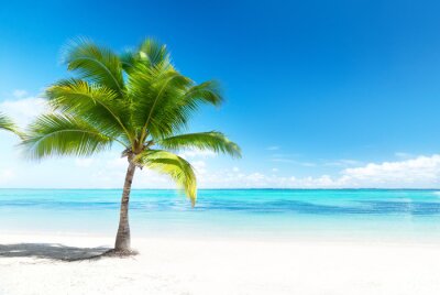 Papier peint  Palmier et océan