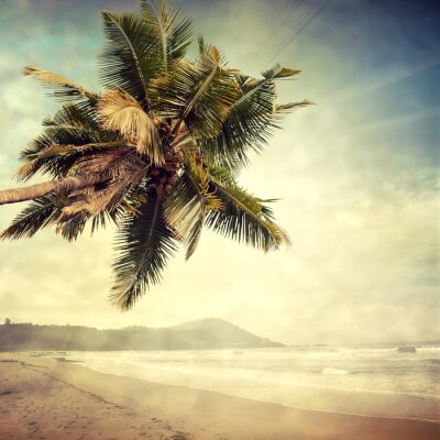 Palmier sur une île déserte
