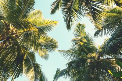 Palmiers à noix de coco sur fond de ciel