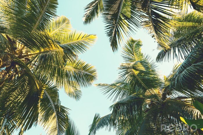 Tableau  Palmiers à noix de coco sur fond de ciel