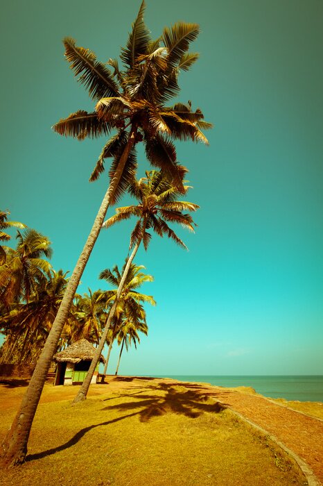Tableau  Palmiers contre le ciel vert