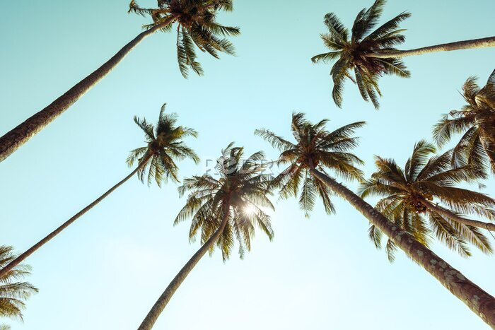 Tableau  Palmiers dans des tons vintage sur un fond de ciel ensoleillé