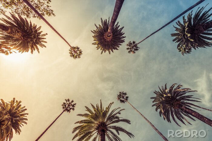 Tableau  Palmiers ensoleillés à Los Angeles