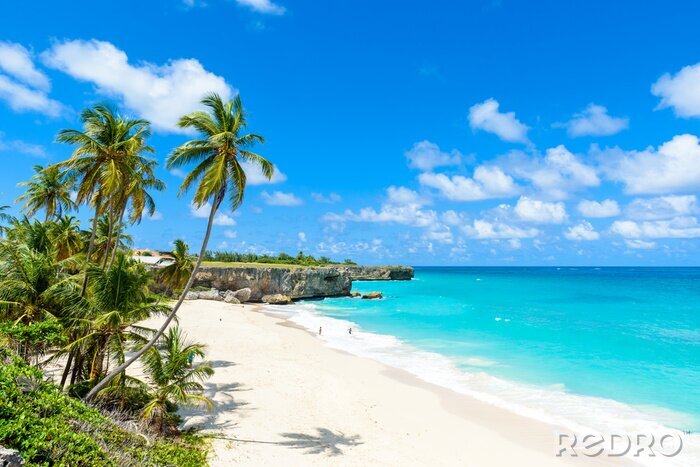 Tableau  Palmiers et plages à la Barbade
