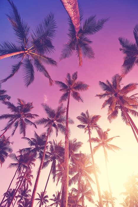 Tableau  Palmiers et soleil couchant