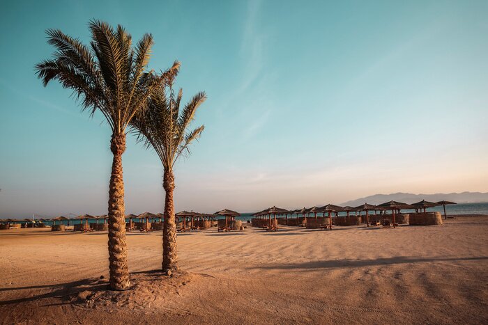 Tableau  Palmiers sur la plage