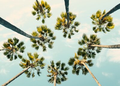 Tableau  Palmiers tropicaux avec un ciel d'été