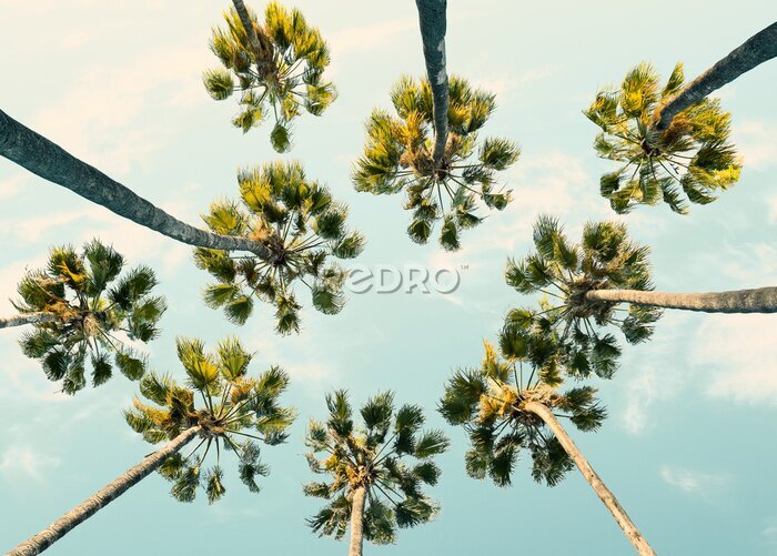 Tableau  Palmiers tropicaux avec un ciel d'été