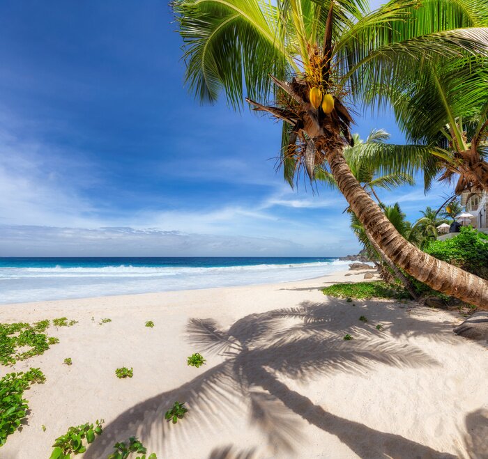 Tableau  Palmiers verts au bord de l'océan
