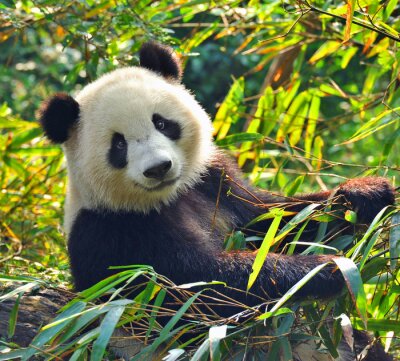 Panda au milieu des feuilles vertes