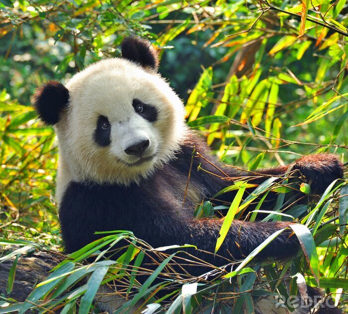 Tableau  Panda au milieu des feuilles vertes