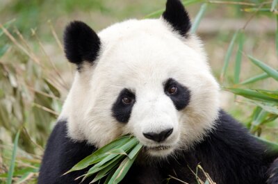 Panda avec des feuilles