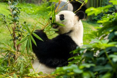 Panda en train de manger les feuilles de bambou