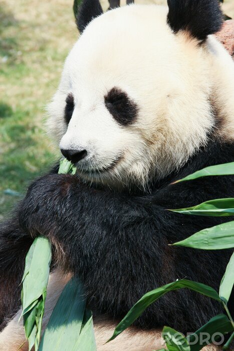 Tableau  Panda en train de manger les feuilles vertes