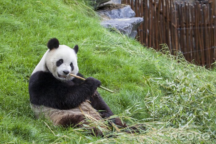 Tableau  Panda et brindilles de bambou
