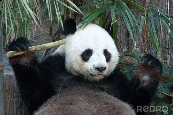 Tableau  Panda et feuilles de bambou