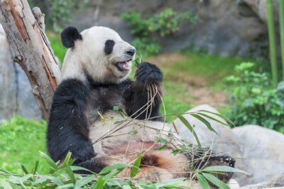 Panda géant appuyé contre un arbre