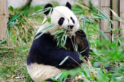 Panda géant en train de manger un bambou