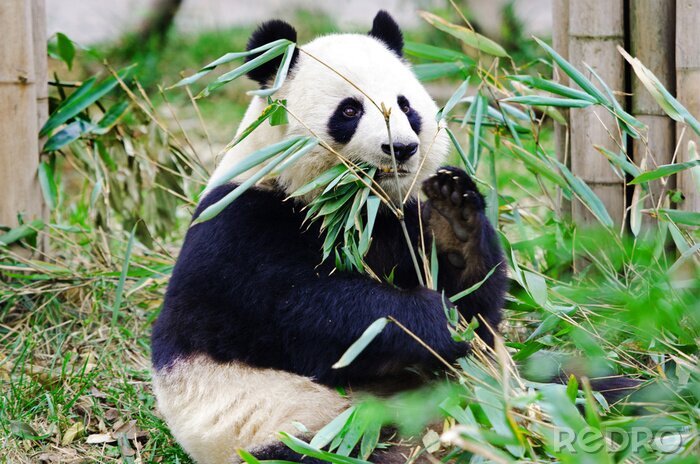 Tableau  Panda géant en train de manger un bambou