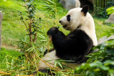 Panda géant et plantes vertes
