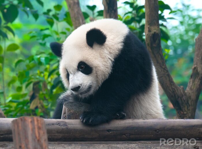 Tableau  Panda grimpant