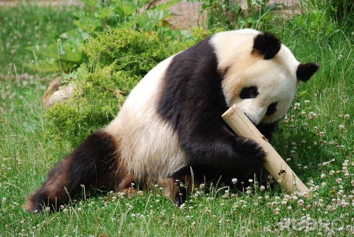 Tableau  Panda jouant avec du bois