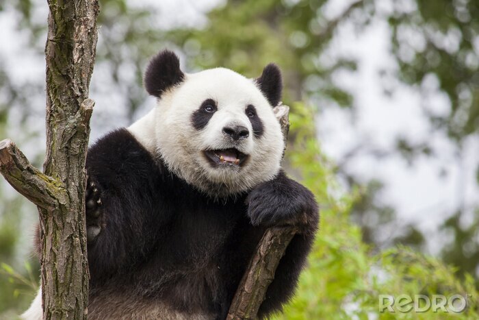 Tableau  Panda joyeux sur l'arbre